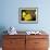 Verbena Bonariensis and Evening Primrose, Ireland-null-Framed Photographic Print displayed on a wall