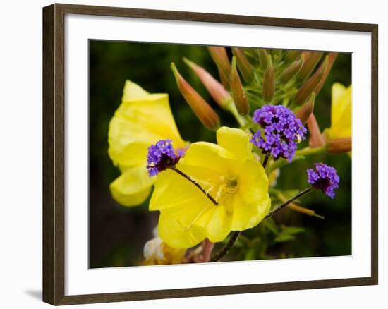 Verbena Bonariensis and Evening Primrose, Ireland-null-Framed Photographic Print