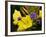 Verbena Bonariensis and Evening Primrose, Ireland-null-Framed Photographic Print