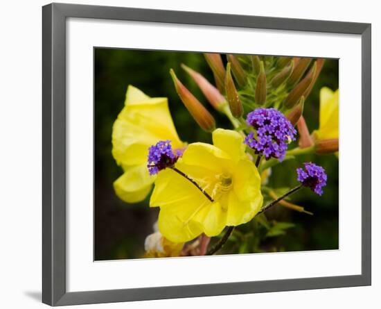 Verbena Bonariensis and Evening Primrose, Ireland-null-Framed Photographic Print