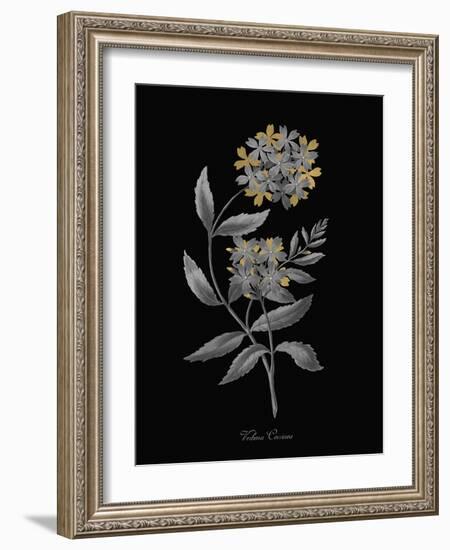 Verbena Coccinea - Luxe-A^ Poiteau-Framed Giclee Print