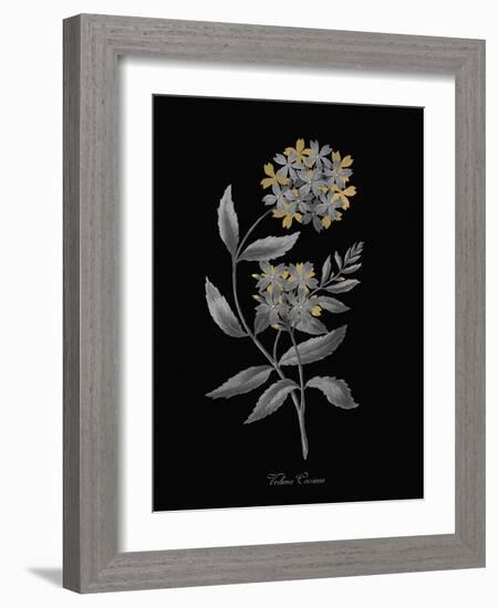 Verbena Coccinea - Luxe-A^ Poiteau-Framed Giclee Print