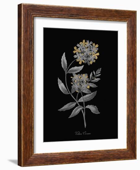 Verbena Coccinea - Luxe-A^ Poiteau-Framed Giclee Print