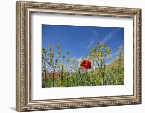 Verbena, Coreopsis, Atlantic Poppy, Lavender, Statice, Mountain Bluet and Cornflower-Emily Wilson-Framed Photographic Print