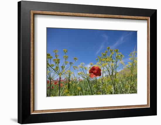 Verbena, Coreopsis, Atlantic Poppy, Lavender, Statice, Mountain Bluet and Cornflower-Emily Wilson-Framed Photographic Print