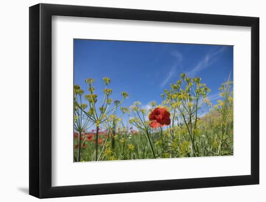 Verbena, Coreopsis, Atlantic Poppy, Lavender, Statice, Mountain Bluet and Cornflower-Emily Wilson-Framed Photographic Print