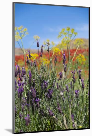 Verbena, Coreopsis, Atlantic Poppy, Lavender, Statice, Mountain Bluet and Cornflower-Emily Wilson-Mounted Photographic Print