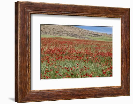 Verbena, Coreopsis, Atlantic Poppy, Lavender, Statice, Mountain Bluet and Cornflower-Emily Wilson-Framed Photographic Print