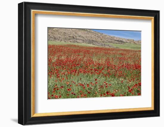 Verbena, Coreopsis, Atlantic Poppy, Lavender, Statice, Mountain Bluet and Cornflower-Emily Wilson-Framed Photographic Print