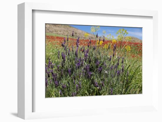 Verbena, Coreopsis, Atlantic Poppy, Lavender, Statice, Mountain Bluet and Cornflower-Emily Wilson-Framed Photographic Print