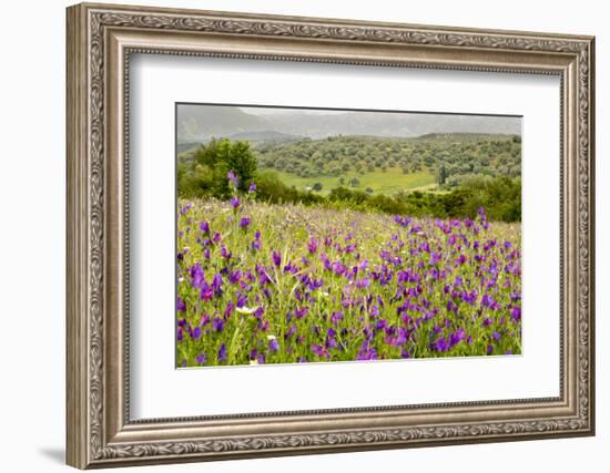 Verbena, Coreopsis, Daisy, Lavender, Statice, Mountain Bluet and Cornflower-Emily Wilson-Framed Photographic Print