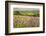 Verbena, Coreopsis, Daisy, Lavender, Statice, Mountain Bluet and Cornflower-Emily Wilson-Framed Photographic Print