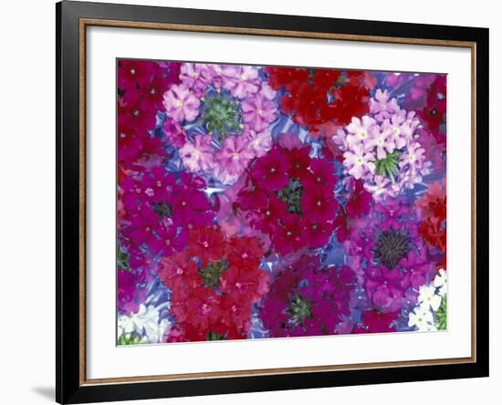 Verbena Floating Flowers, Sammamish, Washington, USA-Darrell Gulin-Framed Photographic Print