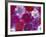 Verbena Floating Flowers, Sammamish, Washington, USA-Darrell Gulin-Framed Photographic Print