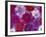 Verbena Floating Flowers, Sammamish, Washington, USA-Darrell Gulin-Framed Photographic Print