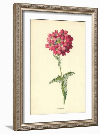 Verbena-Frederick Edward Hulme-Framed Giclee Print