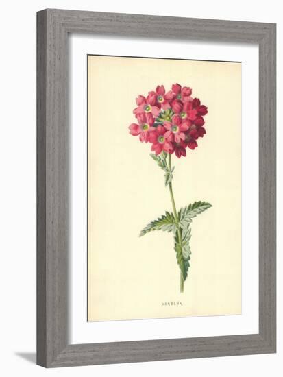 Verbena-Frederick Edward Hulme-Framed Giclee Print