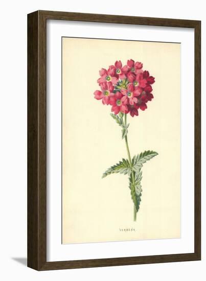 Verbena-Frederick Edward Hulme-Framed Giclee Print