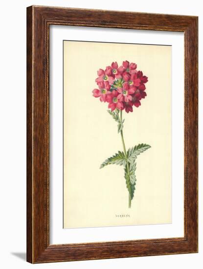 Verbena-Frederick Edward Hulme-Framed Giclee Print