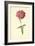 Verbena-Frederick Edward Hulme-Framed Giclee Print