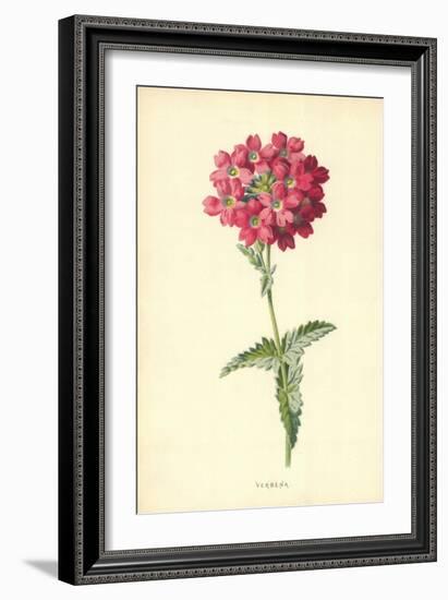 Verbena-Frederick Edward Hulme-Framed Giclee Print