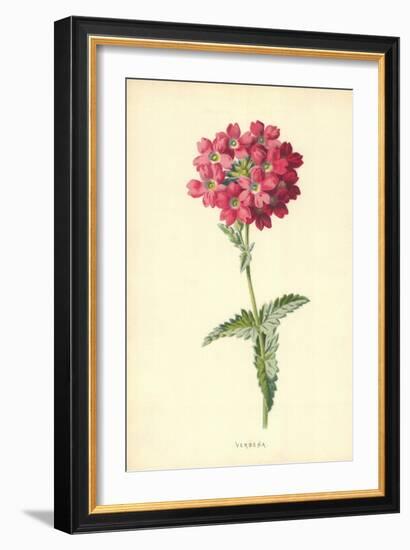 Verbena-Frederick Edward Hulme-Framed Giclee Print