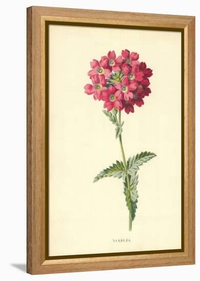 Verbena-Frederick Edward Hulme-Framed Premier Image Canvas