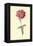 Verbena-Frederick Edward Hulme-Framed Premier Image Canvas