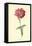 Verbena-Frederick Edward Hulme-Framed Premier Image Canvas