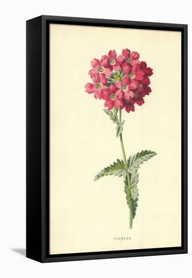 Verbena-Frederick Edward Hulme-Framed Premier Image Canvas