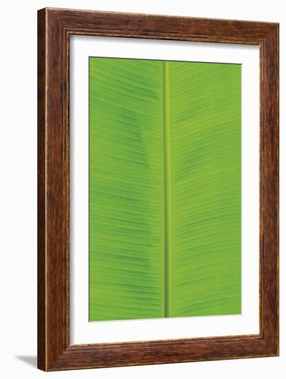 Verdant Foliage - Flourish-Joseph Eta-Framed Giclee Print