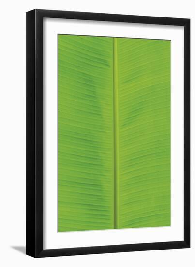 Verdant Foliage - Flourish-Joseph Eta-Framed Giclee Print