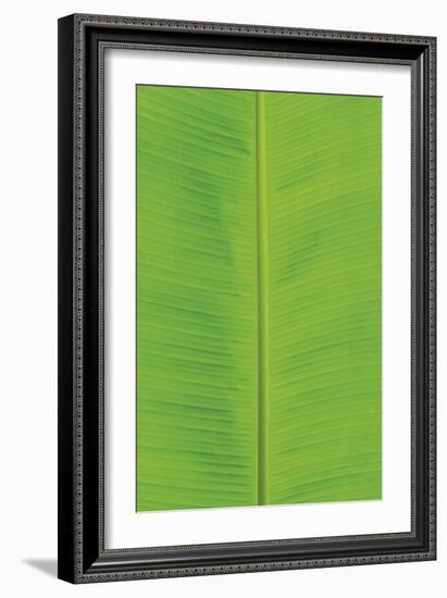 Verdant Foliage - Flourish-Joseph Eta-Framed Giclee Print