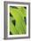 Verdant Foliage - Grow-Joseph Eta-Framed Giclee Print