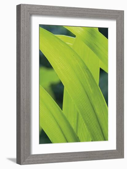 Verdant Foliage - Grow-Joseph Eta-Framed Giclee Print