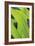 Verdant Foliage - Grow-Joseph Eta-Framed Giclee Print