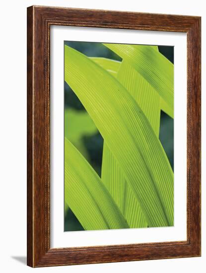 Verdant Foliage - Grow-Joseph Eta-Framed Giclee Print