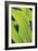 Verdant Foliage - Grow-Joseph Eta-Framed Giclee Print
