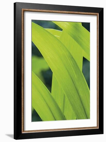 Verdant Foliage - Grow-Joseph Eta-Framed Giclee Print