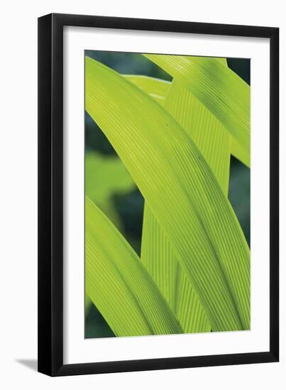 Verdant Foliage - Grow-Joseph Eta-Framed Giclee Print