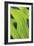 Verdant Foliage - Grow-Joseph Eta-Framed Giclee Print