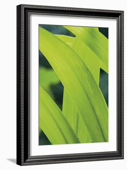 Verdant Foliage - Grow-Joseph Eta-Framed Giclee Print