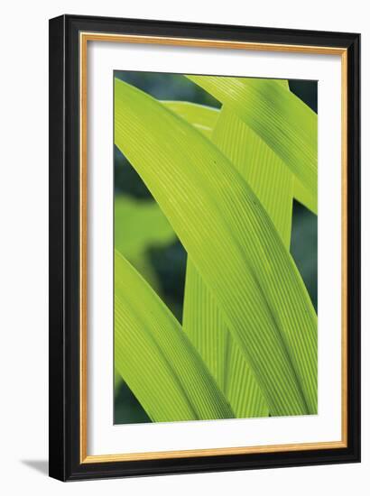 Verdant Foliage - Grow-Joseph Eta-Framed Giclee Print