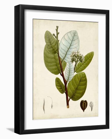 Verdant Foliage I-Vision Studio-Framed Art Print