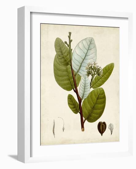 Verdant Foliage I-Vision Studio-Framed Art Print