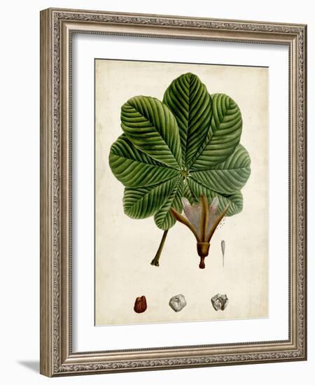 Verdant Foliage II-Vision Studio-Framed Art Print