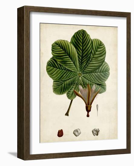 Verdant Foliage II-Vision Studio-Framed Art Print