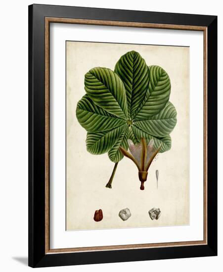 Verdant Foliage II-Vision Studio-Framed Art Print