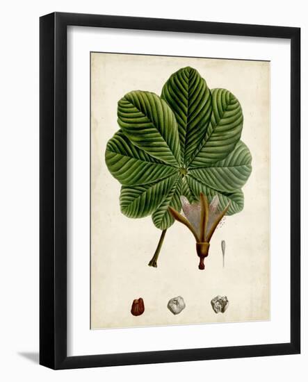 Verdant Foliage II-Vision Studio-Framed Art Print