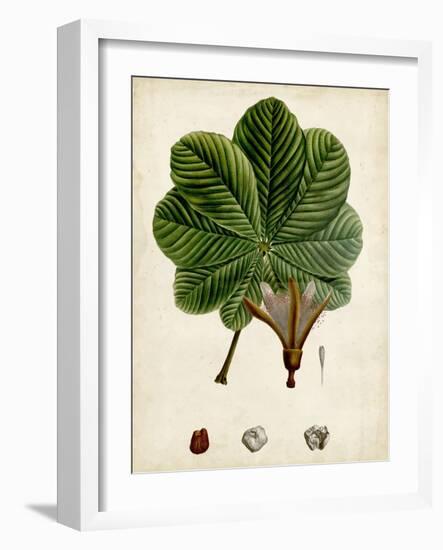 Verdant Foliage II-Vision Studio-Framed Art Print